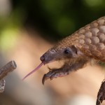 Indonesia: 72 Live Pangolins Rescued at Airport