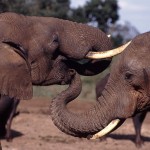 CITES CoP16: Tanzania Withdraws Proposal to Sell Elephant Ivory