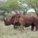 Update on U.S. Rhino Horn Trafficking Case ‘Operation Crash’