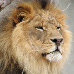Experts Estimate Only 32,000 Lions Left on African Continent