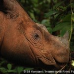 Rhinos in 2012: Don’t Forget the Good News