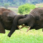 Report Confirms Wildlife Trafficking Threatens Global Security