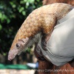 2012: A Year of Both Heartbreak and Hope for Pangolins