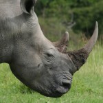 Rhino Horn Smugglers Arrested in Thailand and Vietnam