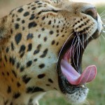India: 2 Traffickers Arrested with Leopard Skins and Hashish