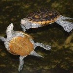 CITES CoP16: Record Number of Tortoises and Freshwater Turtles on the Agenda