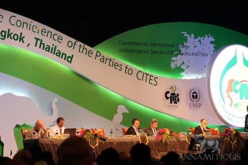 CITES CoP16 is currently in progress in Bangkok, Thailand. Photo © Annamiticus