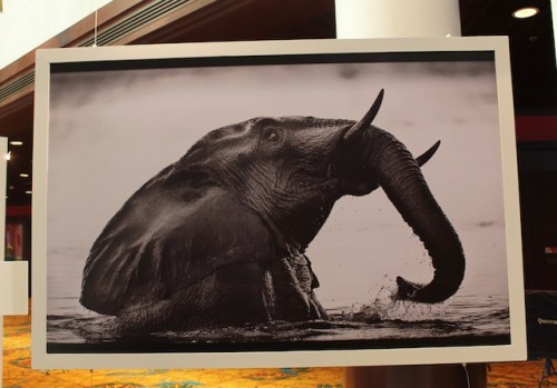 This elephant print was part of the "Wild and Precious" exhibit at CITES CoP16. Meanwhile, the ridiculous debate about ivory continues.