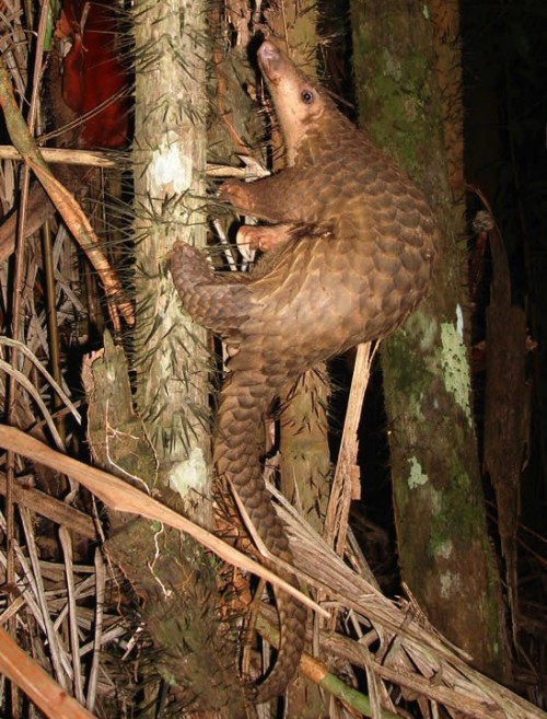 Over 200 pangolins were seized from traffickers in Malaysia and Thailand. Piekfrosch at the German language Wikipedia [GFDL (http://www.gnu.org/copyleft/fdl.html) or CC-BY-SA-3.0 (http://creativecommons.org/licenses/by-sa/3.0/)], from Wikimedia Commons