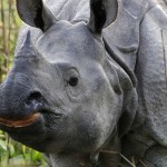 Both Good and Bad News for India’s Rhinos