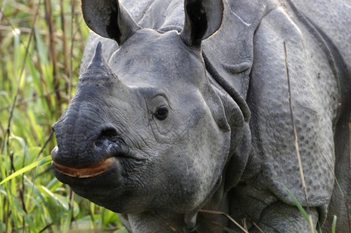 Good news and bad news for India's rhinos during the first quarter of 2012. Photo by Lip Kee from Singapore, Republic of Singapore (Rhino closeup) [CC-BY-SA-2.0 (http://creativecommons.org/licenses/by-sa/2.0)], via Wikimedia Commons