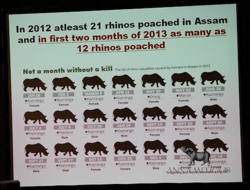 at least 12 rhinos had already been killed since the beginning of 2013, as compared to 21 killed during all of 2012