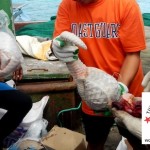 Philippines: Thousands of Frozen Pangolins Discovered on Chinese Ship