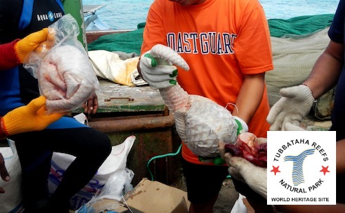 400 boxes of frozen pangolins were found in the cargo hold of a Chinese ship that ran aground in the Phillipines. Each box contained 25 -- 30 pangolins. 