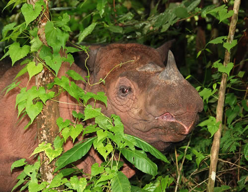 The Critically Endangered Sumatran rhino population consists of fewer than 100 individuals. Photo © Bill Konstant / International Rhino Foundation