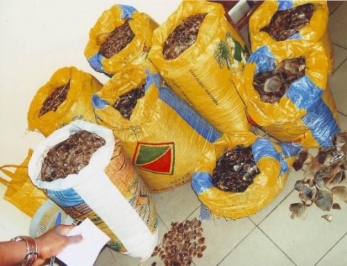 In Cameroon, two suspects were arrested for attempting to smuggle pangolin scales. Photo courtesy of Ofir Drori/LAGA