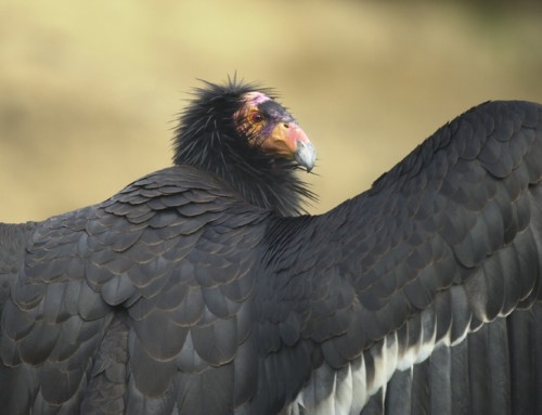 Endangered Species Day is celebrated on the third Friday in May. Pictured: California condor Photo by Scott Frier / Nikon via Wikimedia Commons