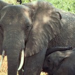 UN: Wildlife Trafficking Threatens ‘Peace and Security’ in Central Africa