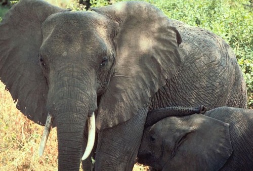 Wildlife trafficking, particularly ivory, is a serious risk to peace and security in Central Africa. Photo: Gary M. Stolz / USFWS