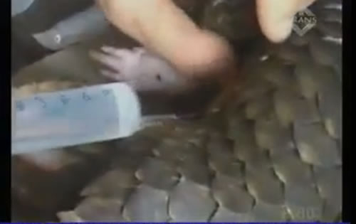 One of the pangolins seized in a foiled smuggling attempt is still being treated. Image via YouTube
