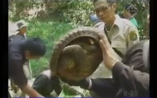 26 pangolins and 10 pythons were seized in Sumatra. Image via YouTube