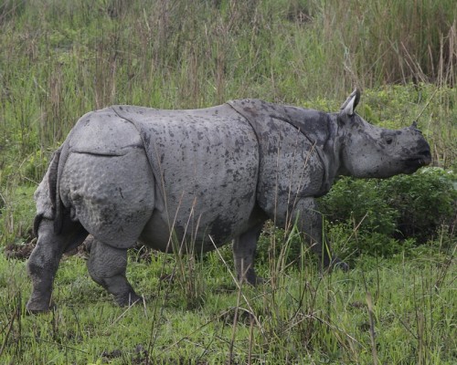 At least 26 greater one-horned rhinos have been killed in Assam during the first five months of 2013. Photo by Lip Kee from Singapore via Wikimedia Commons