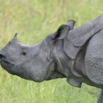 Nepal: Rhino Horn and Pangolin Smugglers Arrested