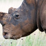 More Woes for South Africa’s Rhino ‘Industry’
