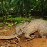 Inaugural ‘Scaling Up Pangolin Conservation’ Conference Held in Singapore