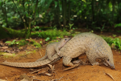 "Scaling Up Pangolin Conservation" is the first-ever global pangolin conference. Photo courtesy & copy; Wildlife Reserves Singapore