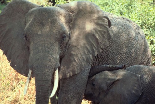 The Philippines is the first Asian nation to destroy its ivory stockpile. Photo by Gary M. Stolz / USFWS