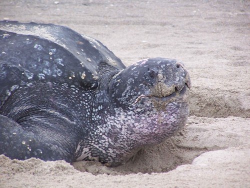 Marine turtle activist Jairo Mora Sandoval was brutally murdered while monitoring nests in Costa Rica. Photo by Rabon David / USFWS