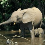 Congo: Notorious Ivory Trafficker ‘Pepito’ Jailed