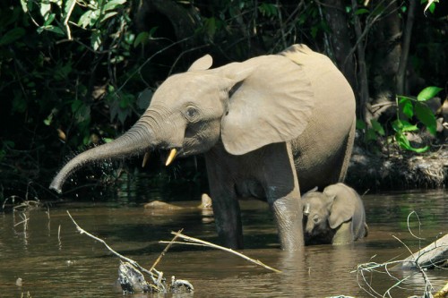 The African forest elephant (Loxodonta cyclotis) is a unique subspecies found in the Republic of Congo, Cameroon, and Gabon. Photo by Thomas Breuer via Wikimedia Commons