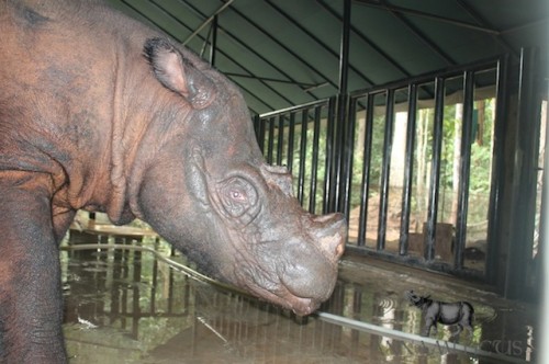 Andalas was born at the Cincinnati Zoo in 2001, thanks to scientific breakthroughs by CREW. Photo © Annamiticus