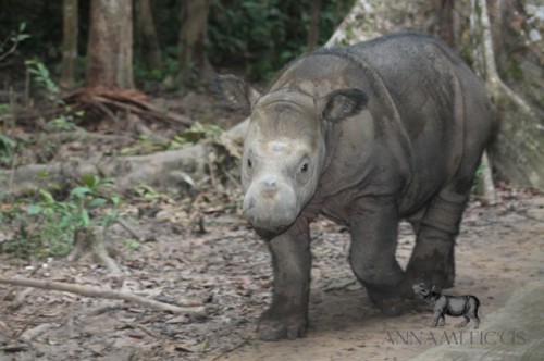 Andatu was born at the Sumatran Rhino Sanctuary in Indonesia on June 23, 2012. Photo © Annamiticus