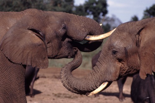 President Obama's new initiative to combat wildlife trafficking will kick off in Tanzania. Photo by John Storr via Wikimedia Commons