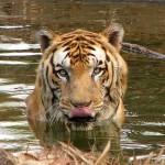 Tiger Population on the Rise in Nepal