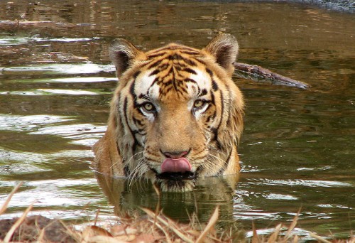 Nepal's tiger population continues to rise. Photo by Karunakar Rayker  via Wikimedia Commons