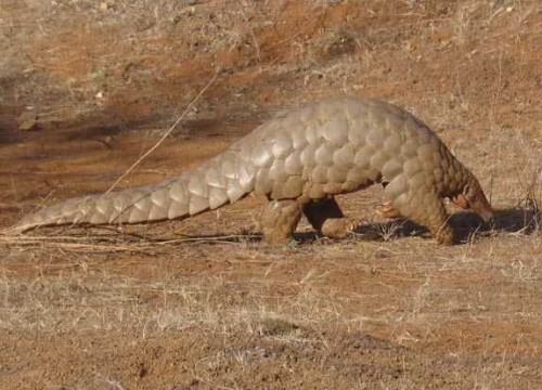 scaly anteater ANNAMITICUS