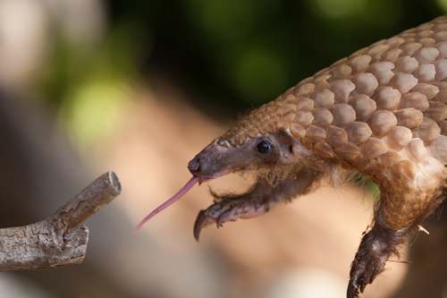 A horrifying haul of more than 800 pangolins was discovered in Vietnam. Photo: istockphoto.com