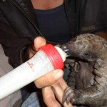 Olympic Gold Medalist Kirsty Coventry Takes Up Cause of ‘Underdog’ African Species