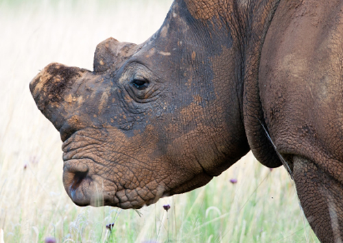 There is growing concern that South Africa's judicial focus is on "poachers" and couriers, rather than the organizers and facilitators higher up in the criminal network. Photo: iStockphoto