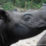 Malaysia Steps Up Its Commitment to Increase Sumatran Rhino Numbers