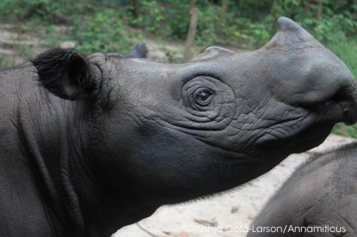 Critically endangered Sumatran rhinos number fewer than 100. Photo © Rhishja Cota-Larson/Annamiticus