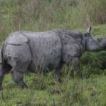 Conservation Volunteer Suspected of Killing Rhino in Manas National Park