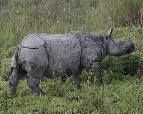 A local volunteer is suspected of killing a rhino in Manas National Park. Photo By Lip Kee via Wikimedia Commons