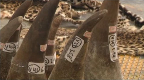 1,120 elephant tusks, 13 rhino horns, and five leopard skins were seized in Hong Kong on August 7, 2013. (Screenshot via thv11.com)