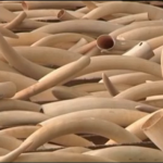 Hong Kong Seizes Massive Shipment of Ivory, Rhino Horns, Leopard Skins 
