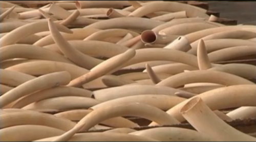 1,120 elephant tusks, 13 rhino horns, and five leopard skins were seized in Hong Kong on August 7, 2013. (Screenshot via 